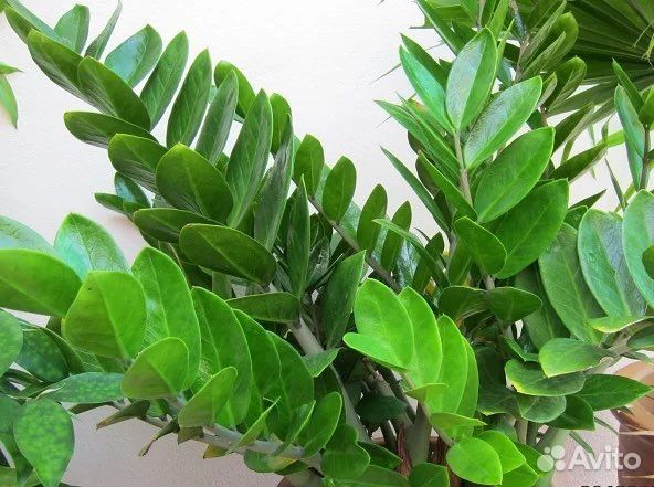 Замиокулькас