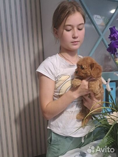 Щенки кавапу