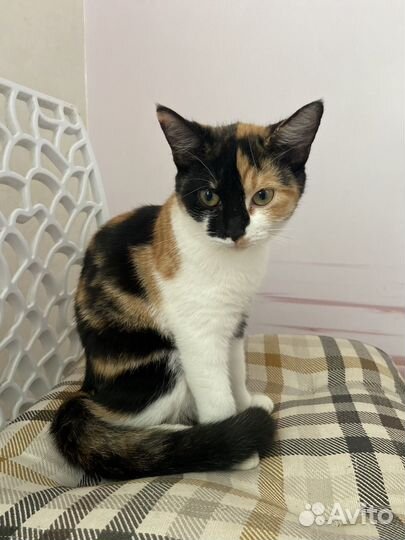 Домашиние котята