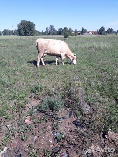 Коровы, телки, козы, овецы