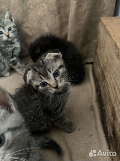 Вислоухая кошка