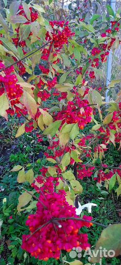 Бересклет европейский