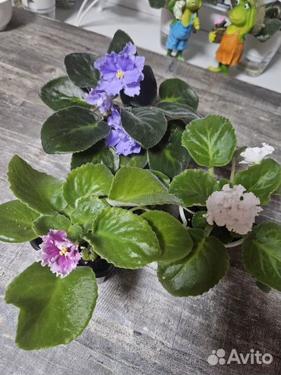 Цветущие фиалки