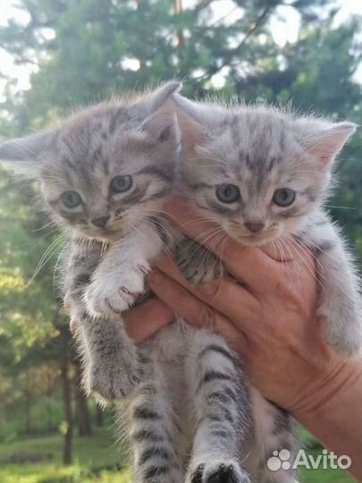 Кошки в добрые руки