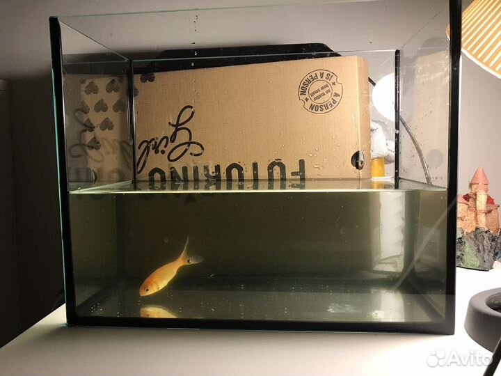 Аквариум с рыбкой