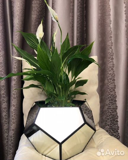 Спатифиллум. Подарок. Цветы. Растение. Цветок