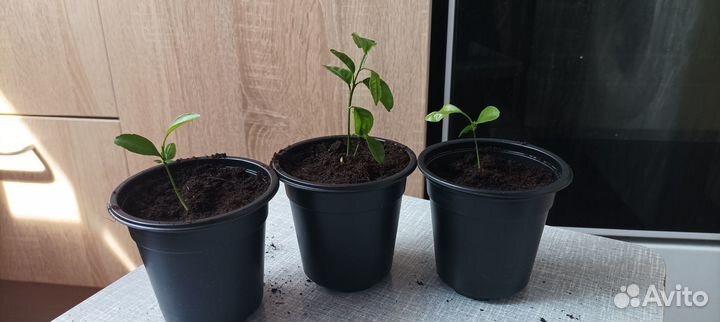 Мандариновое дерево