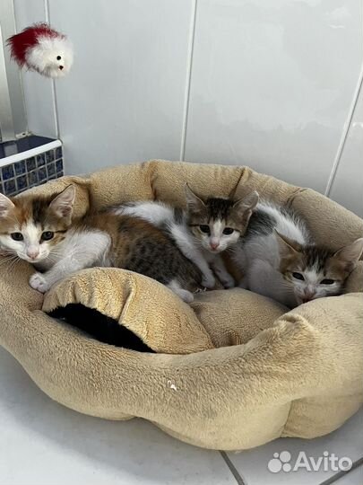 Котята в добрые руки даром