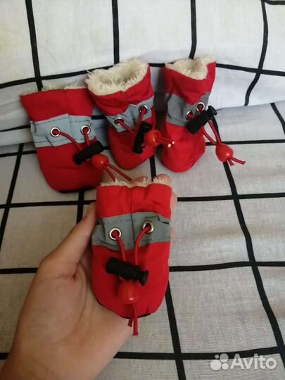 Обувь дня мелких собок