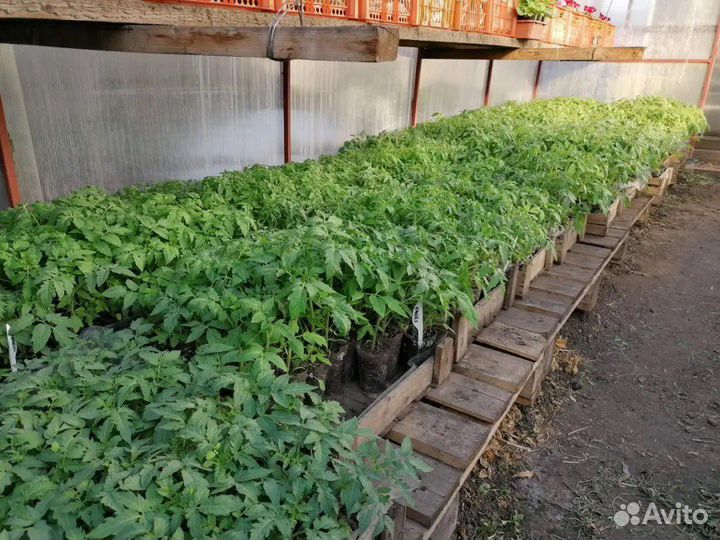 Рассада перца, томатов, капусты