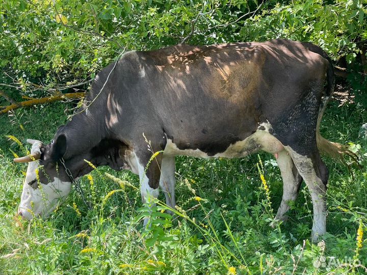 Корова дойная
