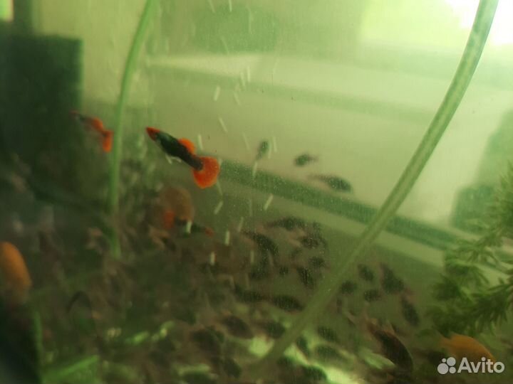 Акара бирюз,моллинезия, гуппи, хромис красавчик