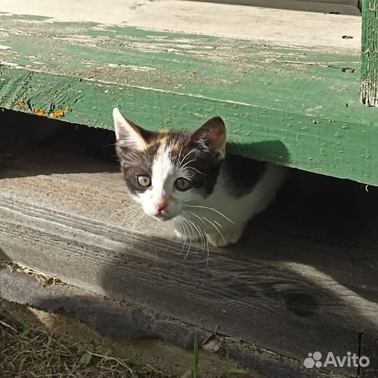 Трехцветная кошечка