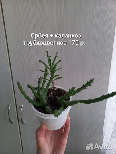 Орбея. Суккуленты. Алоэ вера. Крассула марнье