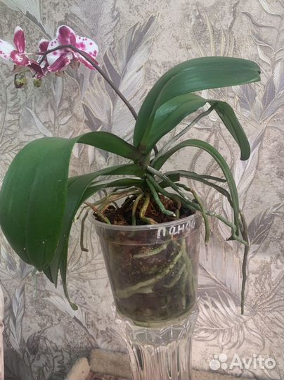 Орхидея фаленопсис Панда