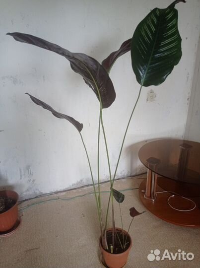 Комнатные растения цветы