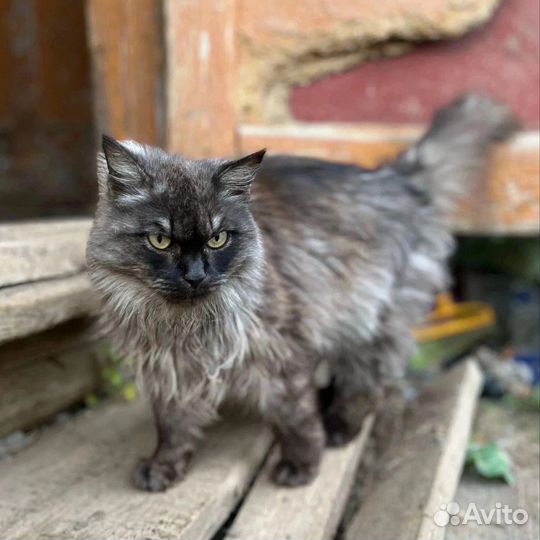 Коляш ищет дом