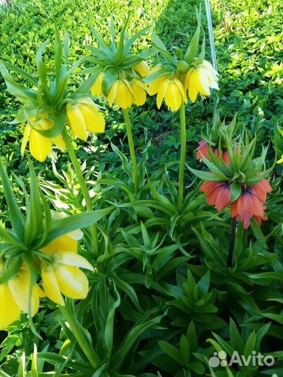 Рябчик императорский