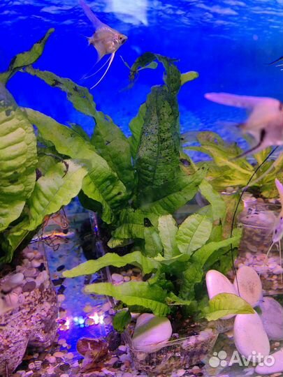 Скалярии, вуалевые анциструсы красивые