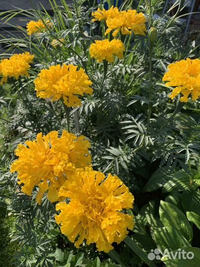 Многолетние и комнатные цветы