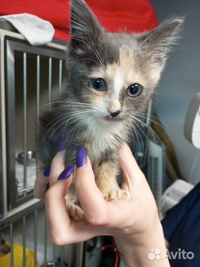 Котенок 2 месяца в добрые руки