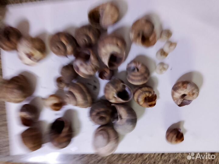 Панцари от Улиток