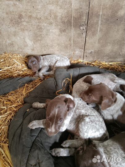 Щенки Курцхаар