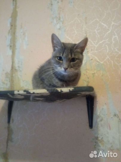 Кошечка Дымка в добрые руки