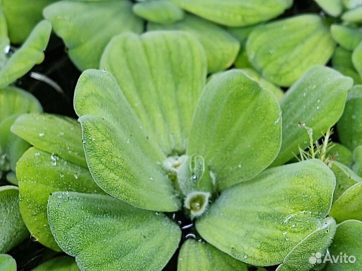 Аквариумные рыбки