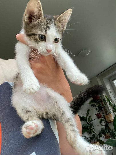 Малыши в семью