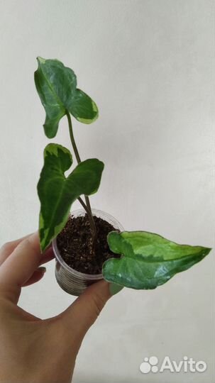 Ароидные, Диффенбахия Рефлектор