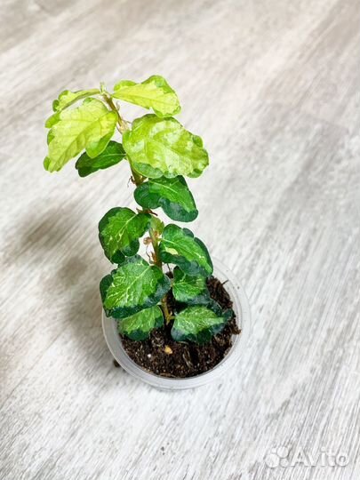 Фикусы Пумила