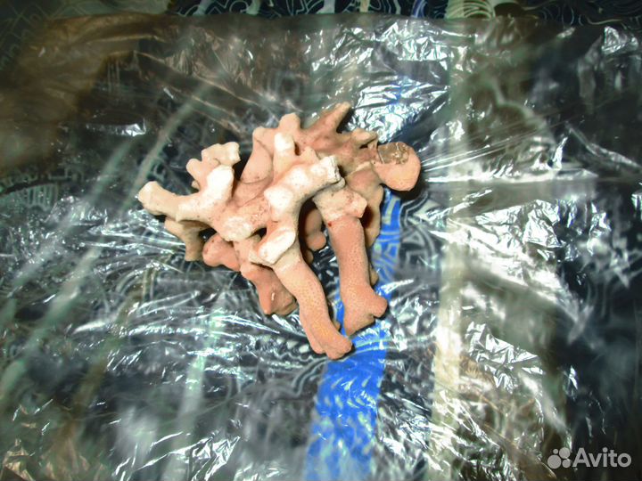 Морские кораллы натуральные