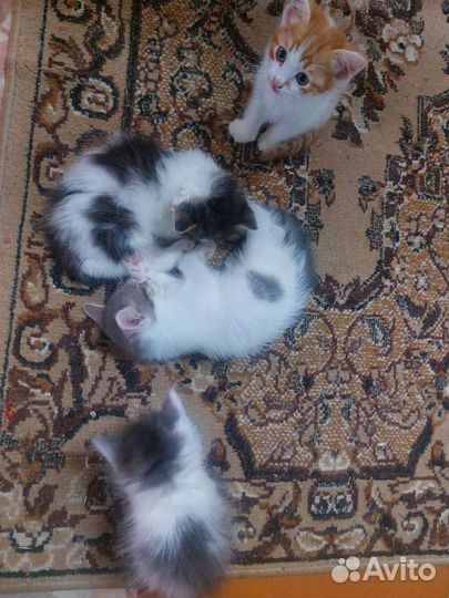 Отдам котят в добрые руки телефон для связи