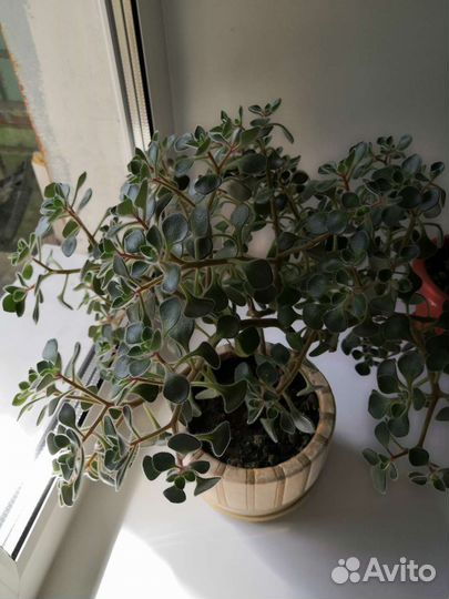 Ахризион(дерево любви). Пилея и шефлера