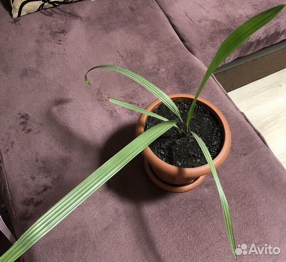 Финиковая пальма