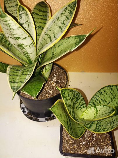 Сансевиерия ханни крем