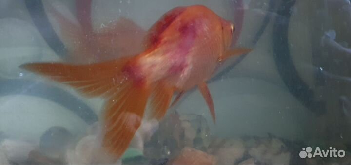 Золотая рыбка