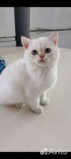 Шотландская короткошерстная