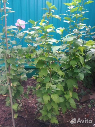 Гибискус садовый (сирийский) сиреневый