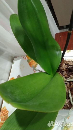 Орхидея фаленопсис phantom