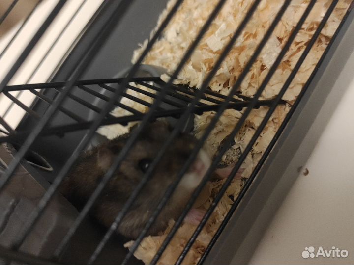 Клетка для грызунов бесплатно отдам
