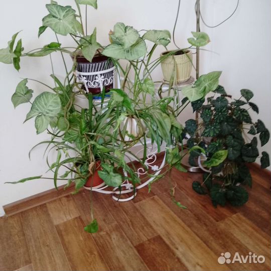 Комнатные домашние растения