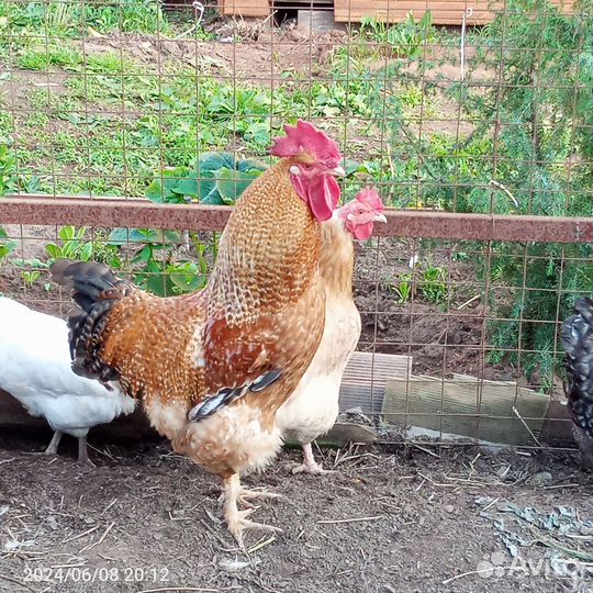 Продам петуха