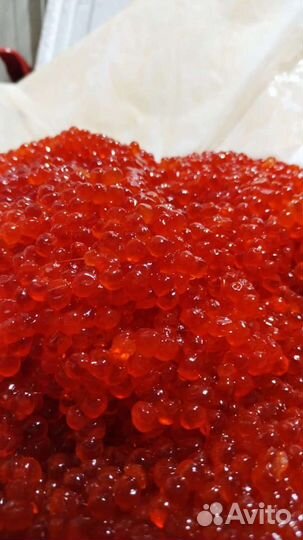 Красная икра сезон 23 года
