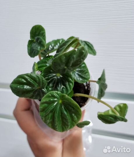 Пеперомия Лилиан