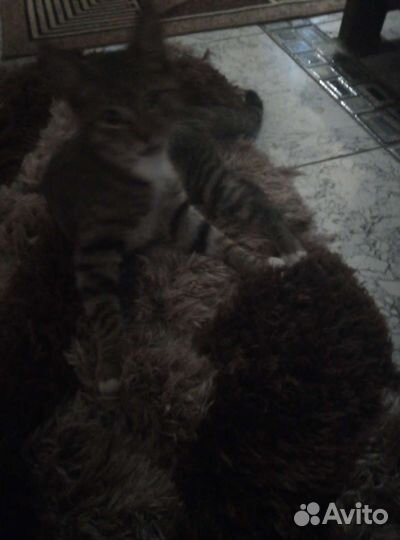 Кошка в дар