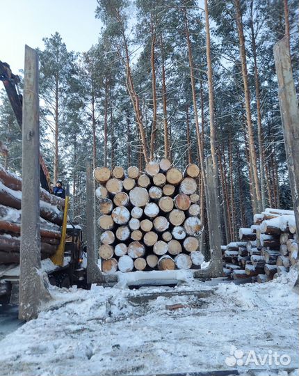 Пиловочник Кругляк Деловой