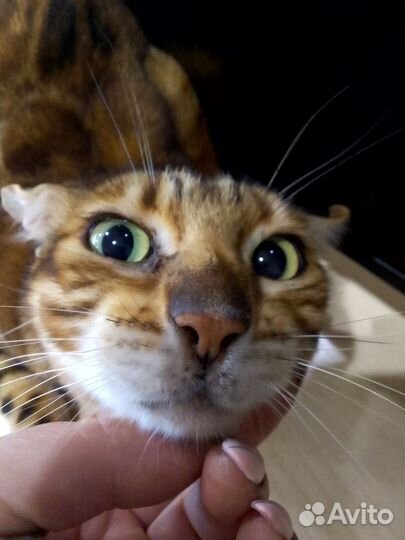 Бенгальская