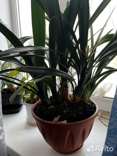 Кливия красная